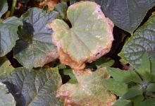 Огурцы в теплице: почему желтеют листья, как справиться с проблемой