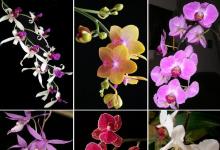 Домашний бизнес для женщин — питомник орхидей
