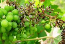 Болезни винограда: какие бывают болезни и вредители винограда и как с ними бороться