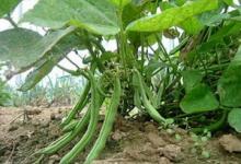 Как выращивать кустовую фасоль в открытом грунте?