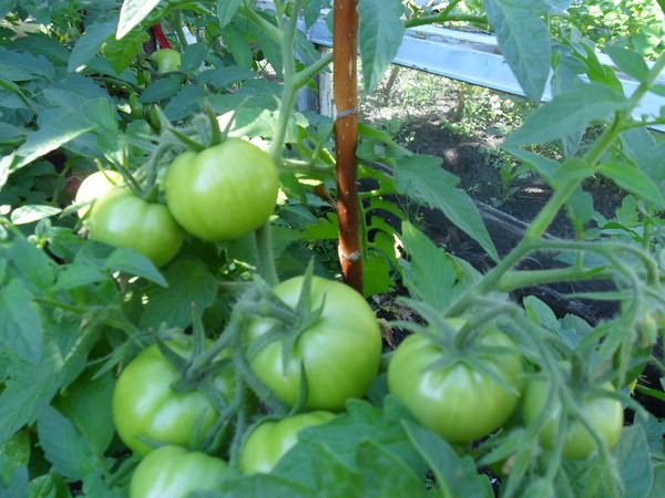 Сорт помидор изобильный описание и фото