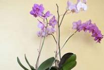 Pěstování orchidejí ve vodě bez půdy: tajemství a tipy Jak zalévat orchidej ve skleněné váze