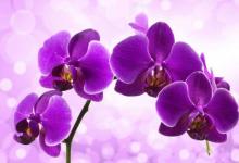 Orchidėjoms dirvą parenkame patys