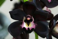 Orchidėjų auginimas šiltnamiuose: naudingos instrukcijos