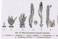 Kaip auginti duoną: grūdinių kultūrų sodinimas ir priežiūra