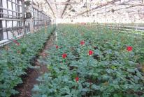 Pěstování růží ve skleníku po celý rok - jaké odrůdy si vybrat a jak je správně pěstovat