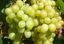 Geriausios vynuogių veislės abėcėlės tvarka: išsirinkite, išbandykite Vynuogių veisles ir jų pavadinimus