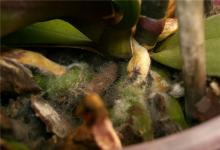 Ako transplantovať orchideu?