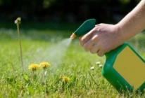 Roundup pro plevele, návod k použití a recenze letních obyvatel