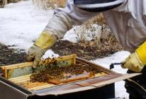 Pavasario darbai bitininkystėje ir kaip prižiūrėti bites pavasarį