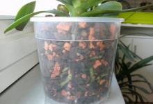 Vazonai ir žemė orchidėjoms – kaip išsirinkti konteinerius ir paruošti substratą?