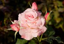 Pěstování růží ve skleníku: vlastnosti procesu