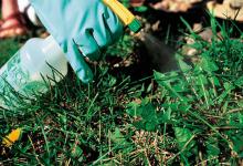 Herbicidų naudojimas nuo piktžolių: instrukcijos, kaina ir apžvalgos